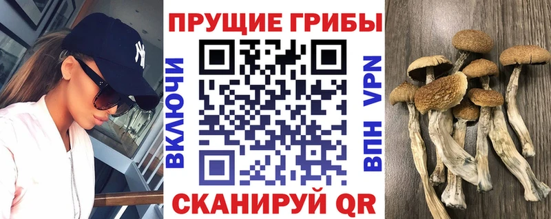 Псилоцибиновые грибы мицелий  где найти наркотики  Каменка 